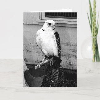 Gyrfalcon ruht auf dem Handler's gauntlet notecard Karte