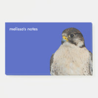 Gyrfalcon Saker Hybrid Falcon
