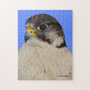 Gyrfalcon Saker Hybrid Falcon Puzzle