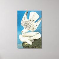 Gyrfalcons, alias Gerfalcons von John James Audubo