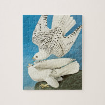 Gyrfalcons, alias Gerfalcons von John James Audubo