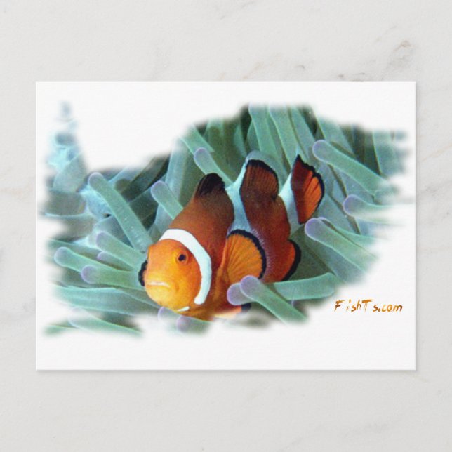 H2Oasis Clownfish Postkarte (Vorderseite)