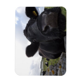 H.A.S. Arts Kuh Magnet