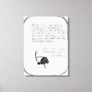 Haar vom Kaiser Napoleon abgeschnitten Leinwanddruck