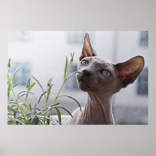 Haarlose Sphinxkatze Poster