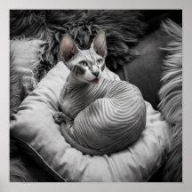Haarlose Sphynx-Katze