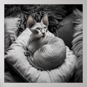 Haarlose Sphynx-Katze Poster