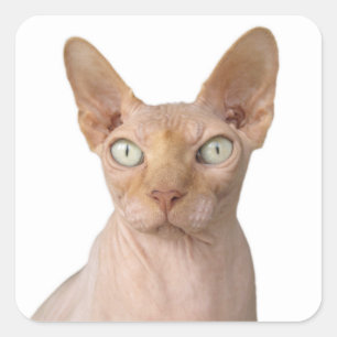 Haarlose Sphynx-Katze Quadratischer Aufkleber