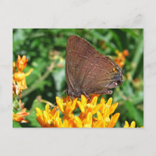 Haarstreich-Schmetterling ~ Postkarte