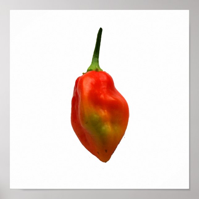 Habanero Single Pepper Fotograf Poster (Vorne)