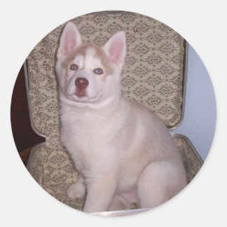 Haben sibirisch, wird reisen runder aufkleber