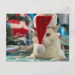 Haben Sie ein purrfektes Katzen-Weihnachten Lustig Feiertagspostkarte