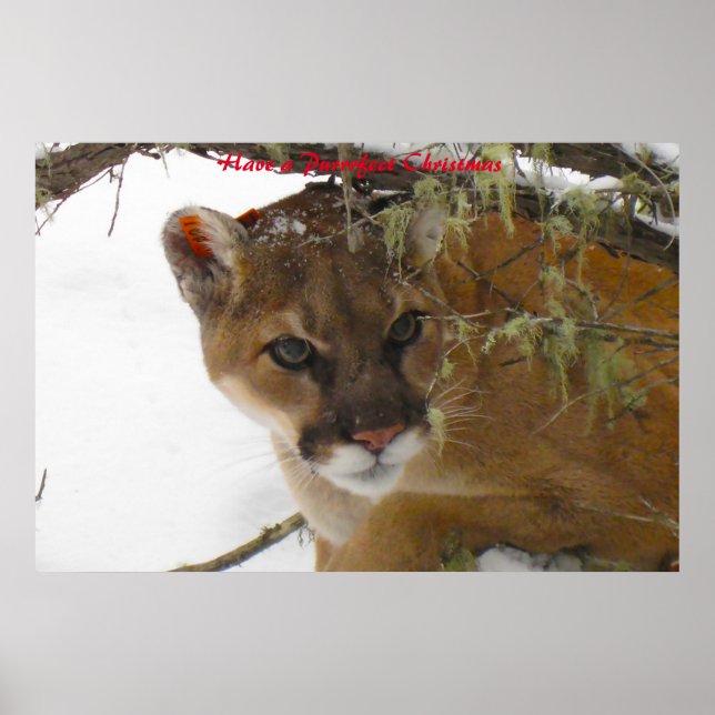 Haben Sie ein Weihnachtsfest Poster (Vorne)