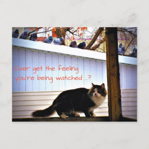Haben Sie jemals das Gefühl, dass Tauben die Katze Postkarte