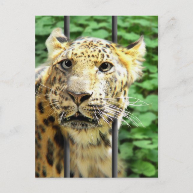 Haben Sie jemals einen dieser Tage? Postkarte (Vorderseite)