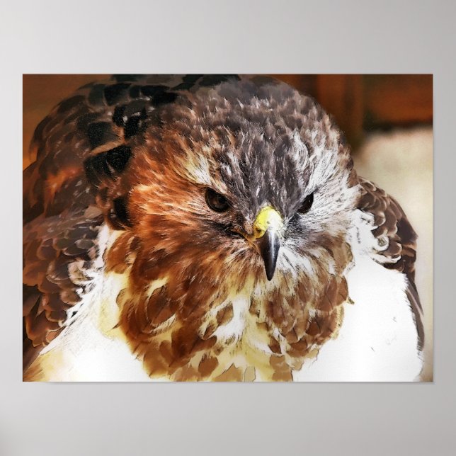 HABICHT POSTER (Vorne)