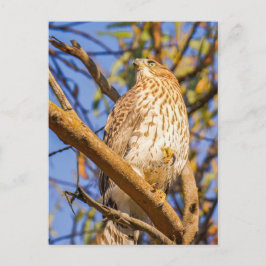 Habicht-Postkarte | Wildtier-Raubvogel-Naturkunst Postkarte