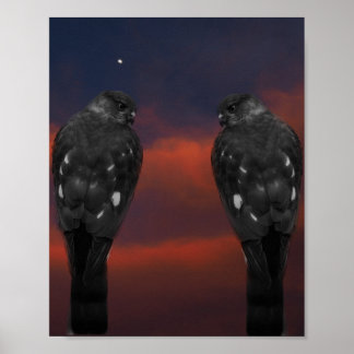 Habicht Sturm Poster