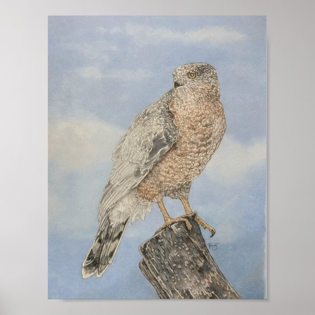 Habicht von Cooper Poster (Vorne)