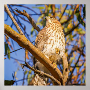 Habichtposter Wildtier-Raubvogel-Naturkunst Poster