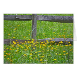 Habichtskraut am Split-Rail-Zaun passende Elemente