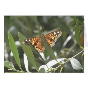 Hackberry Emperor Butterfly