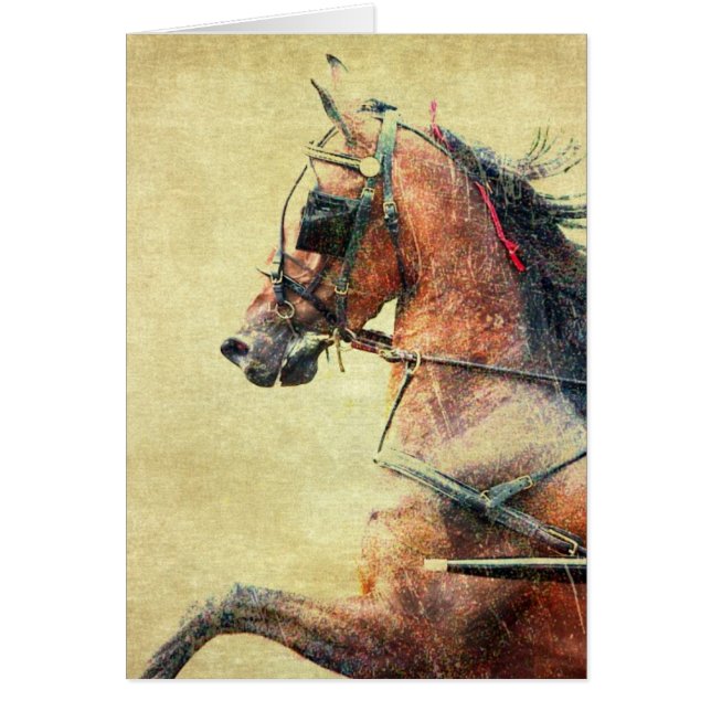 Hackney Pony (Vorne)