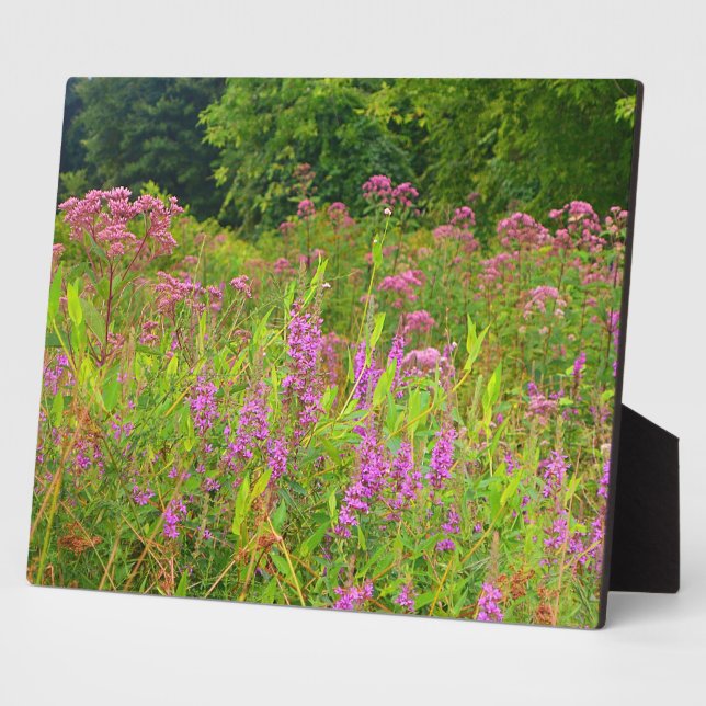Haddam Meadows Wildblumen Plaque Fotoplatte (Seite)