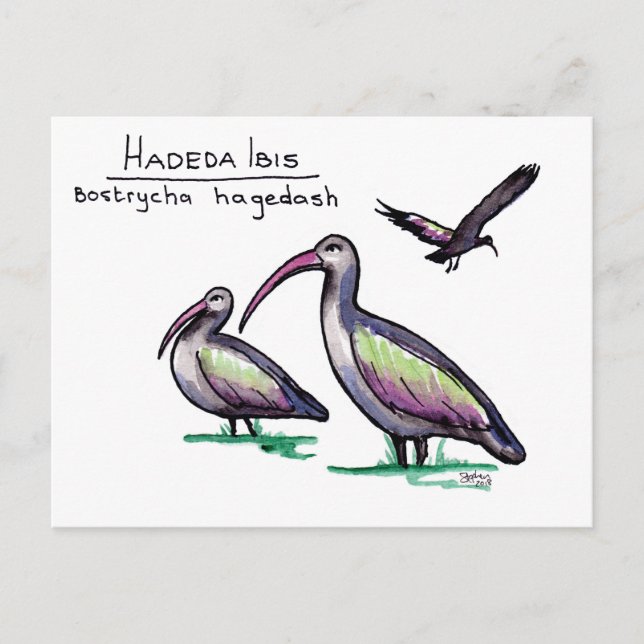 Hadeda Ibis Postcard Postkarte (Vorderseite)