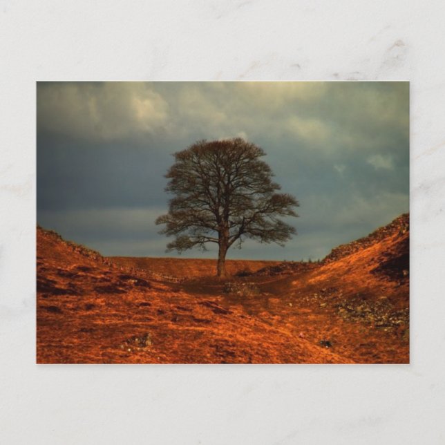 Hadrians Wall-Sycamore-Lücke - Postkarte (Vorderseite)