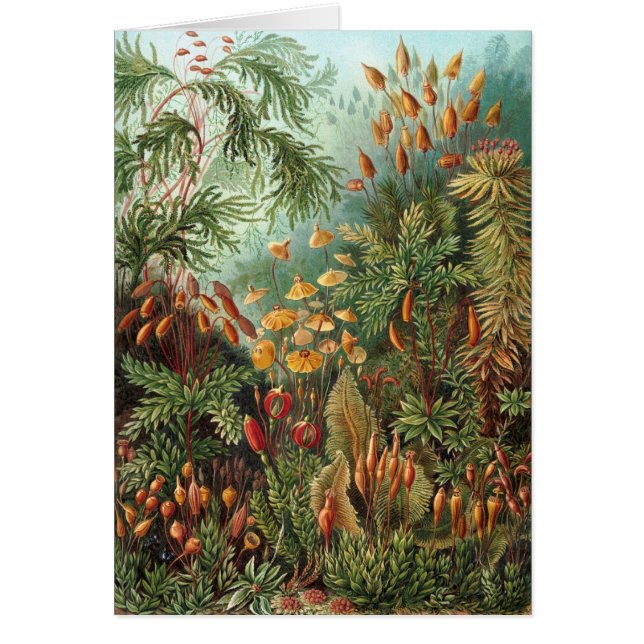 Haeckel (Vorne)
