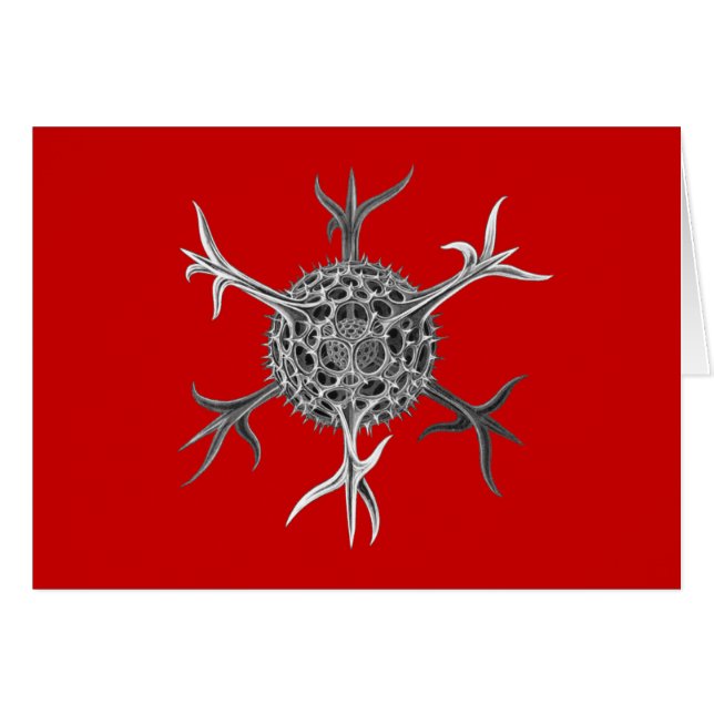 Haeckel (Vorderseite (Horizontal))