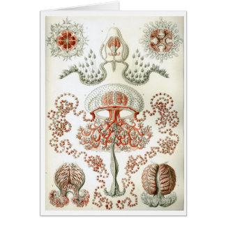 Haeckel_Anthomedusae