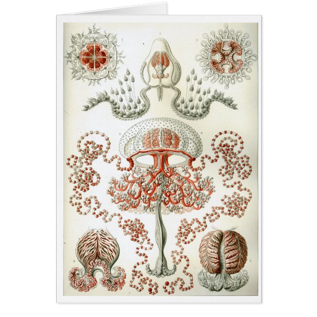 Haeckel_Anthomedusae (Vorne)