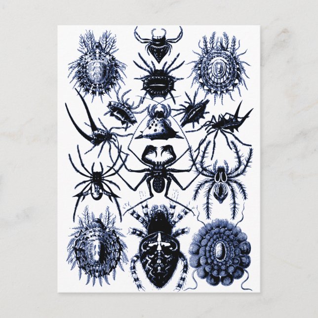 Haeckel Arachnida Spiders in Blue Postkarte (Vorderseite)