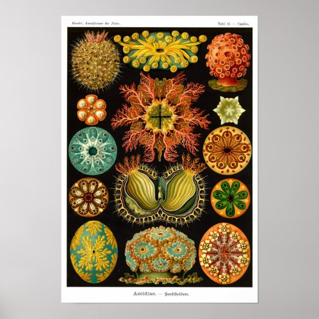 HAECKEL-ASCIDIACEA POSTER (Vorne)