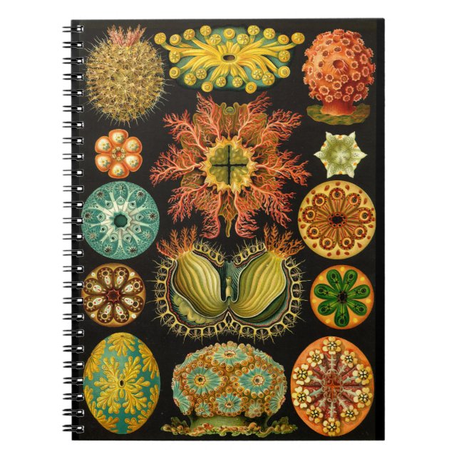 Haeckel Ascidiae Sea Life Illustration 6,5X8,75" Notizblock (Vorderseite)