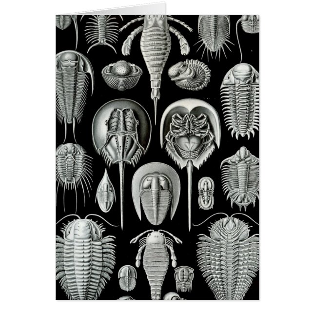 Haeckel Aspidonia (Vorne)
