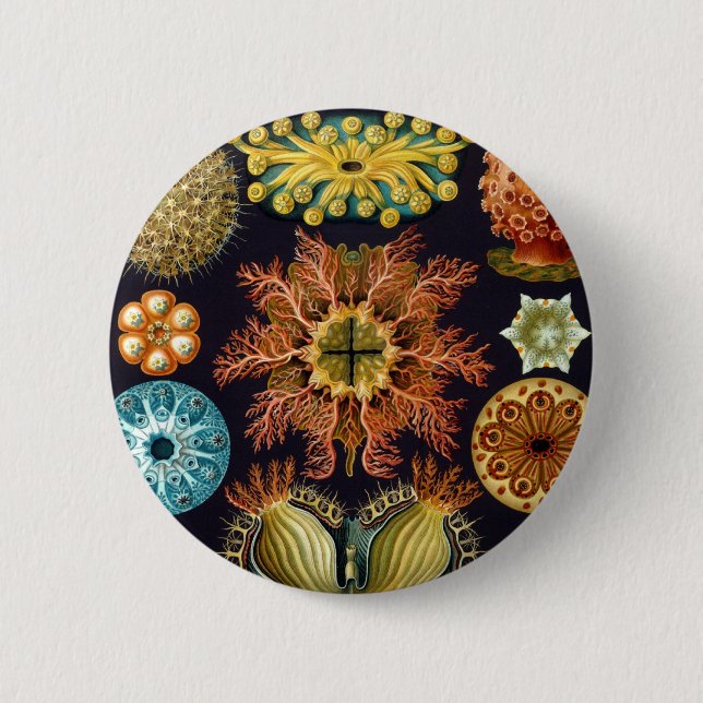 Haeckel Button (Vorderseite)
