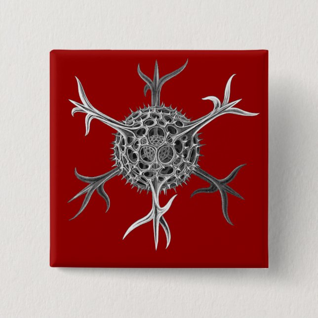 Haeckel Button (Vorderseite)