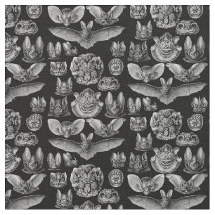 Haeckel Chiroptera 1904 Stoff