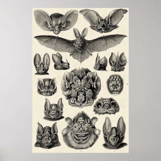 Haeckel Chiroptera Poster (Vorne)
