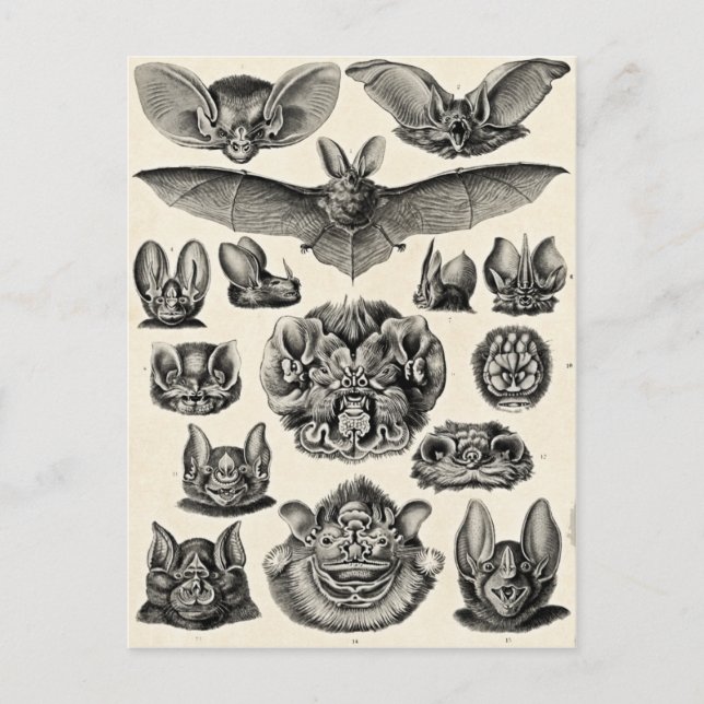 Haeckel Chiroptera Postkarte (Vorderseite)
