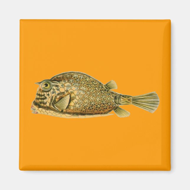 Haeckel-Fisch Magnet (Vorne)