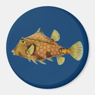 Haeckel-Fisch Magnet