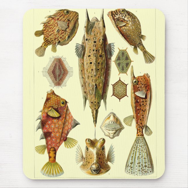 Haeckel-Fisch Mousepad (Vorne)