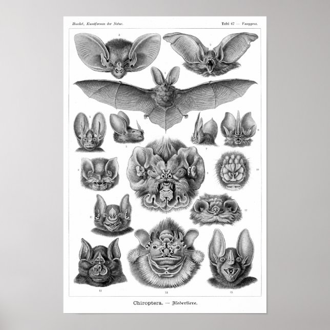 Haeckel-Fledermäuse Poster (Vorne)