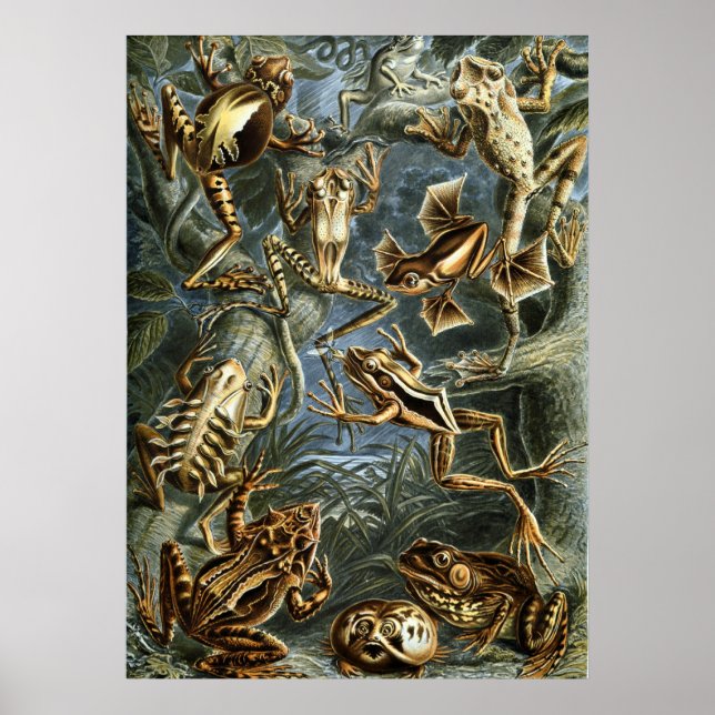 Haeckel Frogs Poster (Vorne)