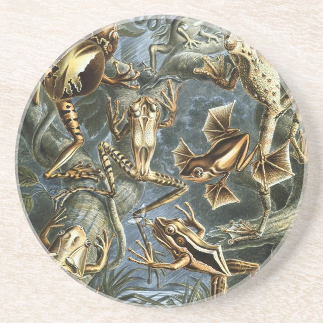 Haeckel Frogs Untersetzer (Vorne)