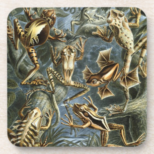 Haeckel Frogs Untersetzer